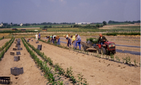 Bois l'Abb&eacute;, plantation en p&eacute;pini&egrave;re de plants de pommier apr&egrave;s s&eacute;lection en serres