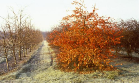 &lsquo;Evereste&rsquo; &ndash; 1977 ; les fruits perdurent en hiver