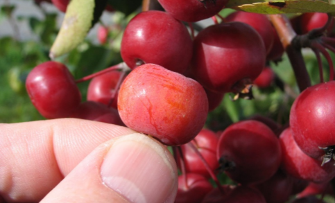'Evereste&rsquo; &ndash; 1977 ; taille et aspect du fruit