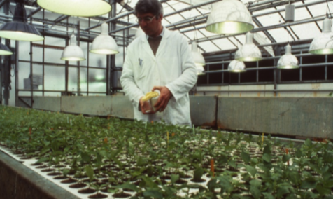 Inoculation en serre des jeunes semis de pommier pour s&eacute;lectionner les plants r&eacute;sistants &agrave; la tavelure