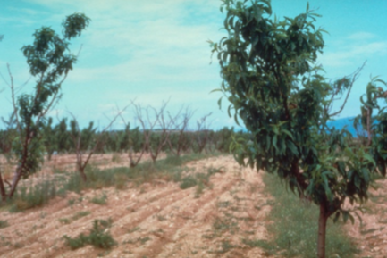 Mortalit&eacute; des arbres suite au d&eacute;p&eacute;rissement bact&eacute;rien du p&ecirc;cher - 1972