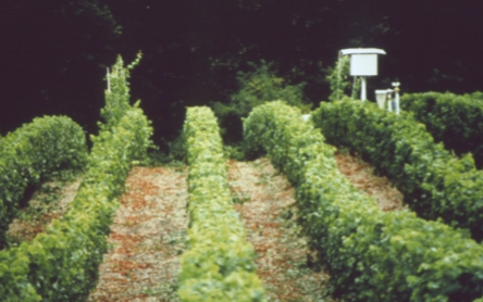 Parcelle	d&rsquo;&eacute;tude	de	l&rsquo;essai	Terroir	avec	son	&eacute;quipement	p&eacute;doclimatique,	dans	le	vignoble	de	Saumur-Champigny